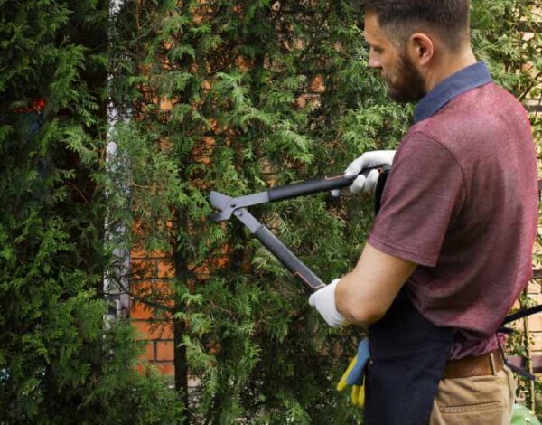 How To Find The Best-Certified Arborists In Rochester, NY?