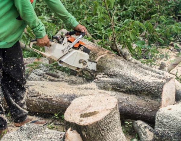 Common Tree Diseases Around Rochester, Ny, and How to Treat Them?