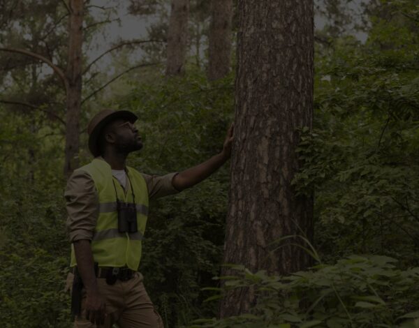 Essential Spring Tree Care Tips by Bill’s Tree Removal Rochester, Ny
