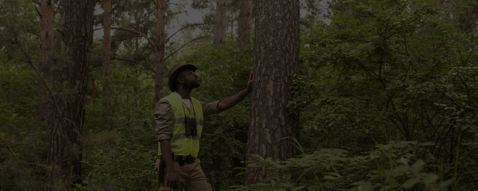 Essential Spring Tree Care Tips by Bill’s Tree Removal Rochester, Ny