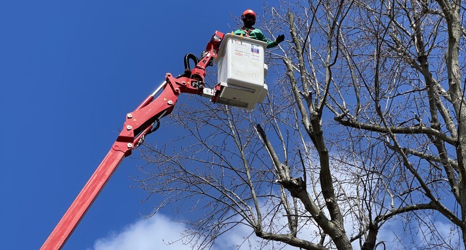 Best Professional Tree Removal Service in Rochester NY – 2023