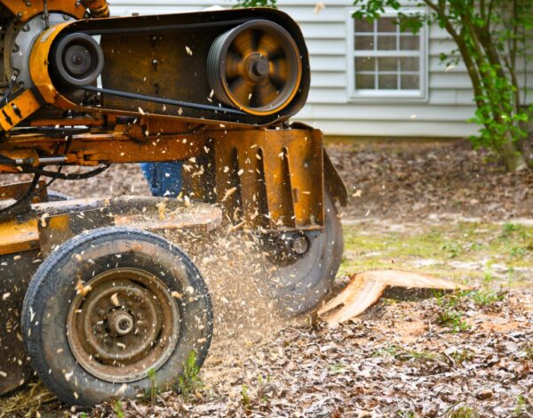 Best Stump Grinding Service in Rochester NY in 2023