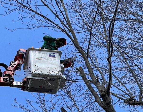 Experience the Best Tree Services in Rochester NY