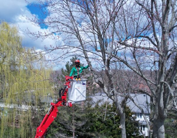Experienced and Certified Arborist in Rochester NY