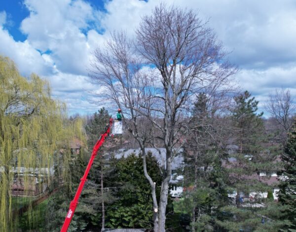 Best Tree Pruning and Trimming Services in Rochester NY -2023
