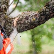 Expert Tree Service and Tree Removals in Rochester, NY