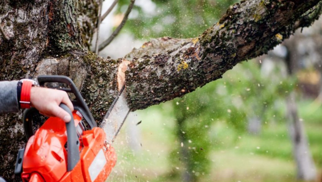 Expert Tree Service and Tree Removals in Rochester, NY
