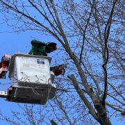 Expert Tree Service by Certified Arborists in Rochester, NY