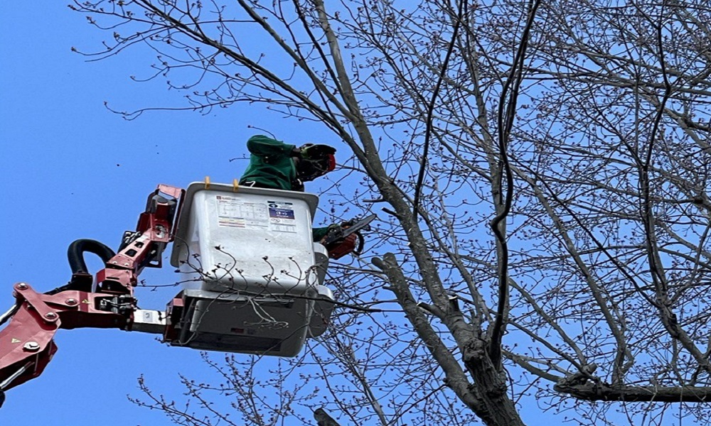 Expert Tree Service by Certified Arborists in Rochester, NY