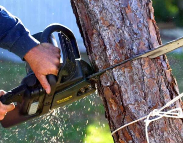 Professional Tree Removal Service in Rochester, NY