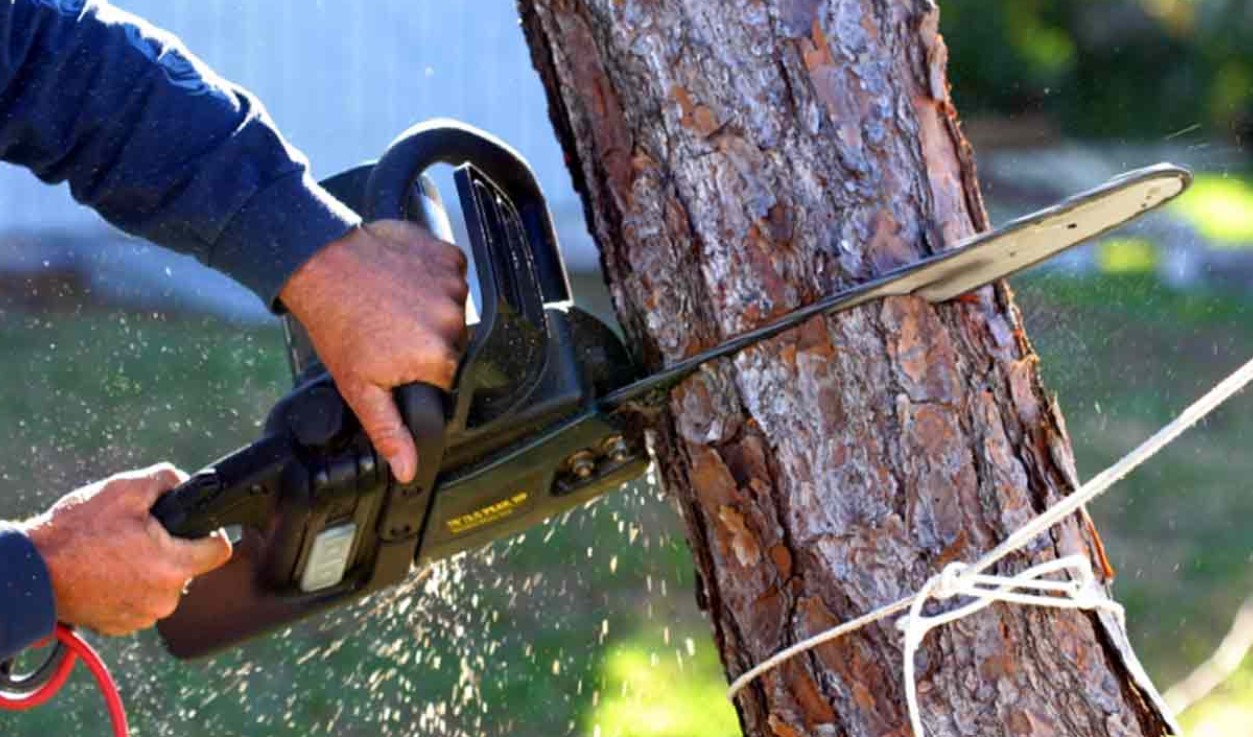 Professional Tree Removal Service in Rochester, NY
