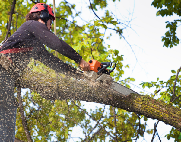 Why Professional Tree Removal Is Important For Homeowners In Rochester