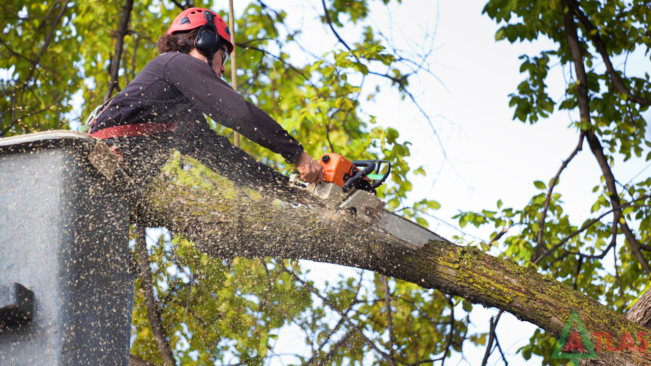 Why Professional Tree Removal Is Important For Homeowners In Rochester