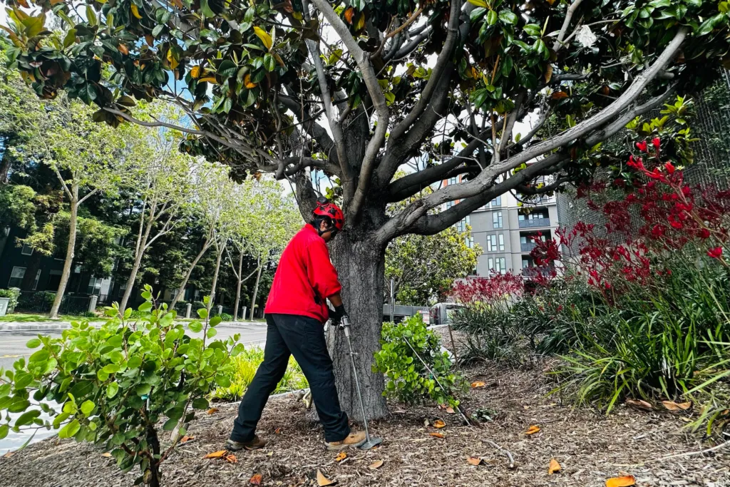 Why Tree Health Is Important In Protecting Your Home?