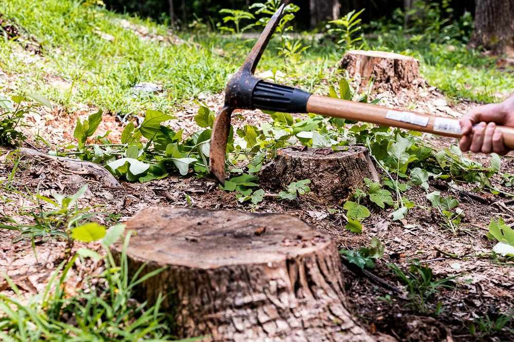 What Is the Best Stump Removal Method Around Rochester, Ny?