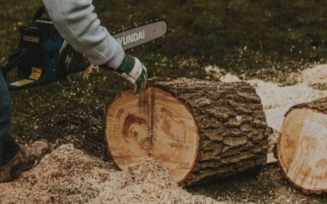 Affordable ways to remove trees in Rochester, NY