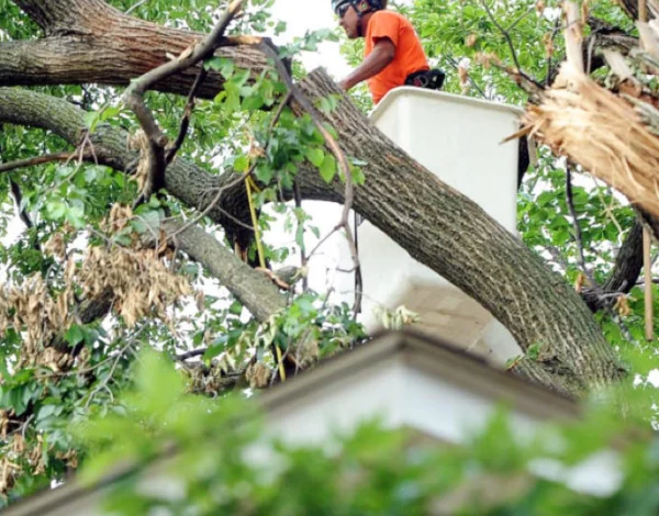 5 Signs Your Tree Needs Professional Attention Before It’s Too Late