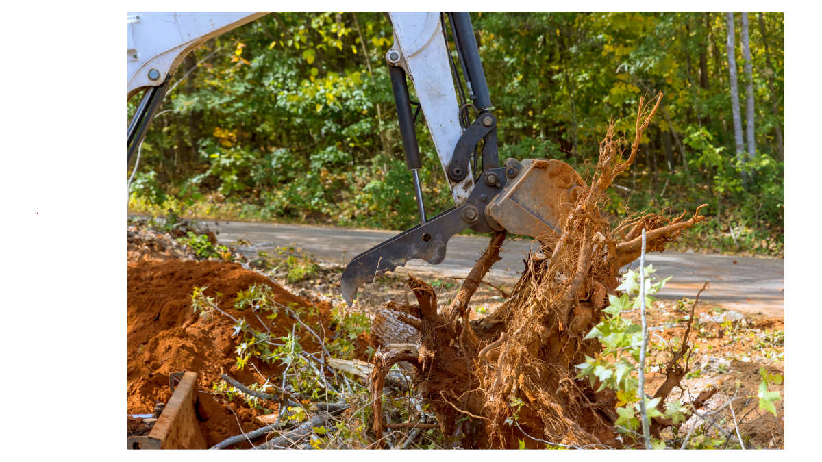 Choosing a Reliable Tree Removal Company in Springfield