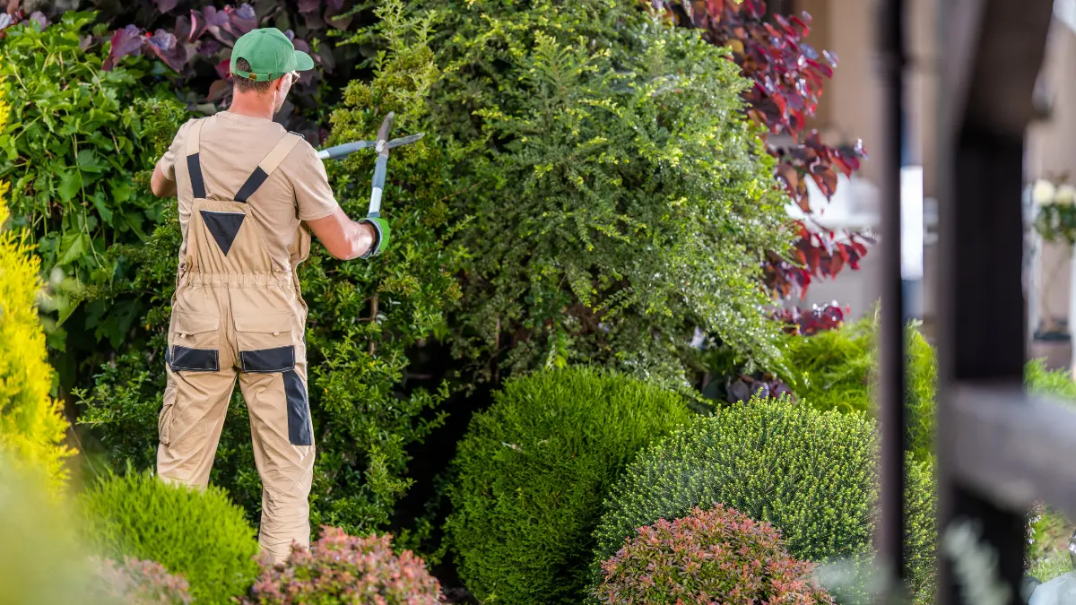 Basic Mistakes to Avoid When Trimming Trees
