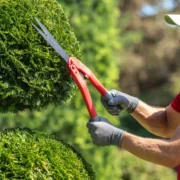 Why Tree Trimming Matters