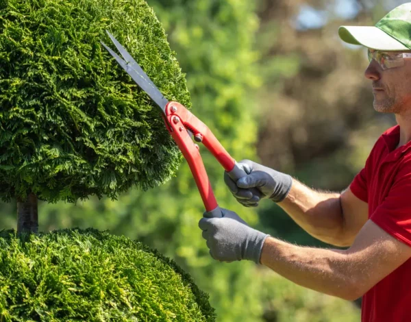 The Best Time of Year for Tree Trimming in Springfield