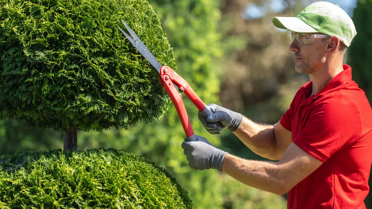The Best Time of Year for Tree Trimming in Springfield