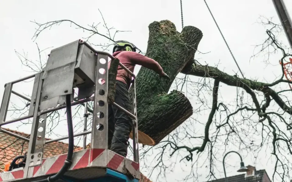 Dead, Diseased, or Hazardous Tree Removal to Protect Your Property in Rochester, NY