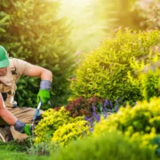 Cost of Tree Trimming Services in Springfield: What to Expect