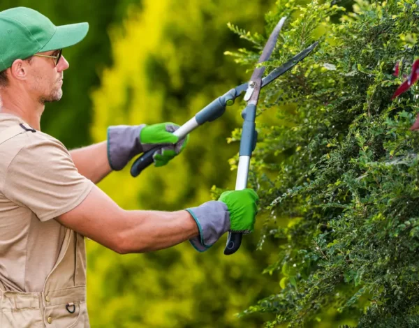 DIY vs. Professional Tree Trimming: What Springfield Homeowners Should Know