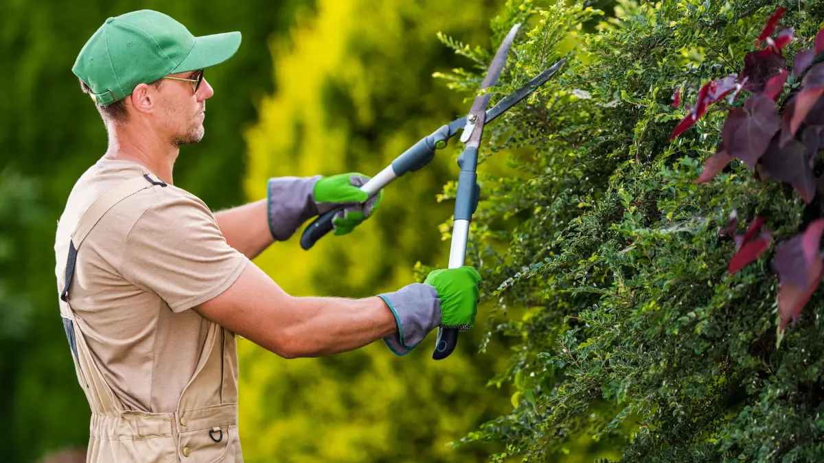 DIY vs. Professional Tree Trimming: What Springfield Homeowners Should Know