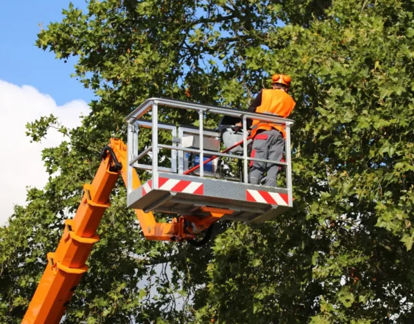 Professional Tree Trimming: What Springfield Homeowners Should Know