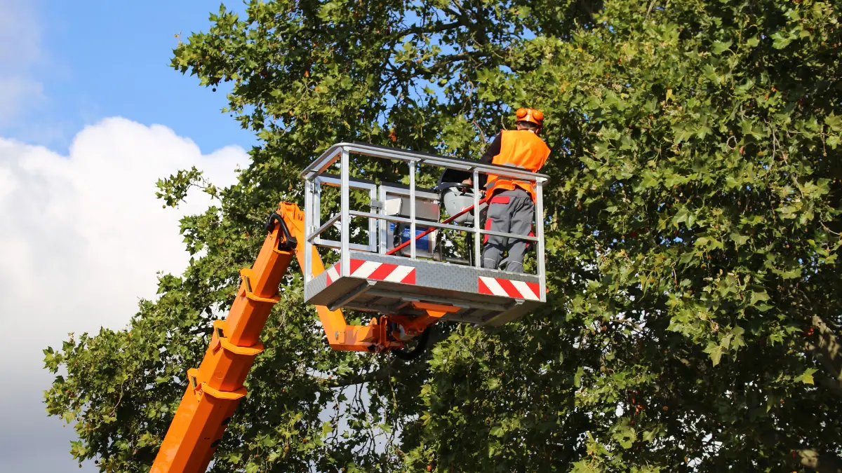 Professional Tree Trimming: What Springfield Homeowners Should Know