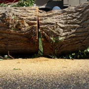 Expert Stump Grinding Services by Bill’s Tree Removal in Rochester, NY
