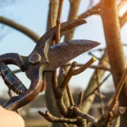 Storm-Damaged or Fallen Trees: Preventing Further Damage in Rochester, NY