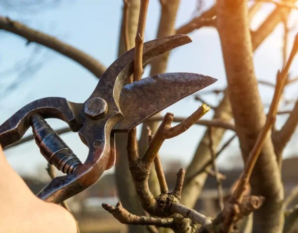Storm-Damaged or Fallen Trees: Preventing Further Damage in Rochester, NY