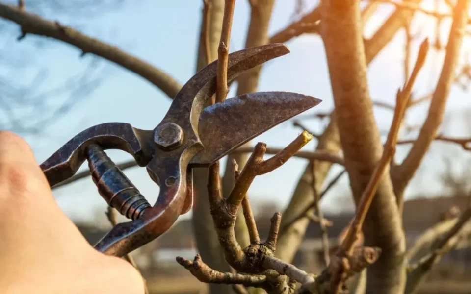 Storm-Damaged or Fallen Trees: Preventing Further Damage in Rochester, NY