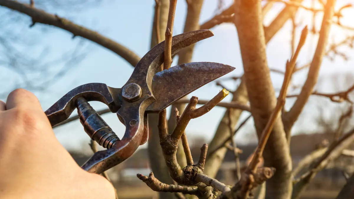 Storm-Damaged or Fallen Trees: Preventing Further Damage in Rochester, NY