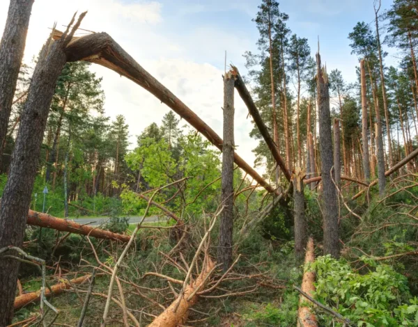 The Tree Removal Process: What Springfield Homeowners Can Expect