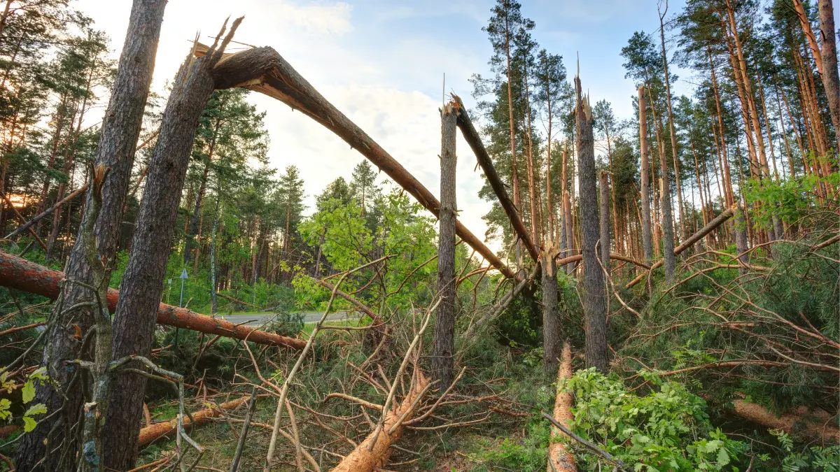 The Tree Removal Process: What Springfield Homeowners Can Expect