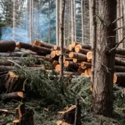 When Is Tree Removal Necessary for Your Springfield Property?