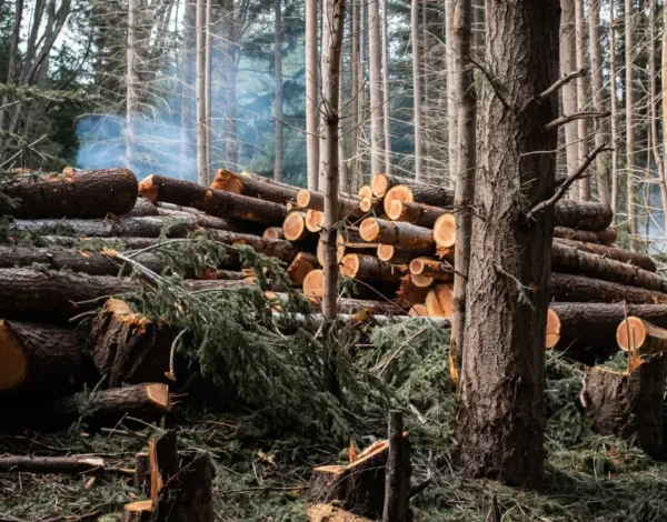 When Is Tree Removal Necessary for Your Springfield Property?