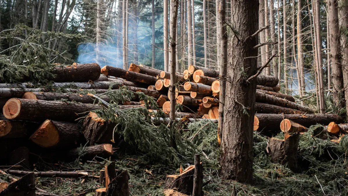 When Is Tree Removal Necessary for Your Springfield Property?