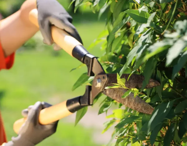 Why Regular Tree Trimming Boosts Your Property’s Value in Springfield