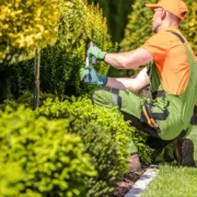 How to Know When Your Trees Need Professional Trimming in Springfield