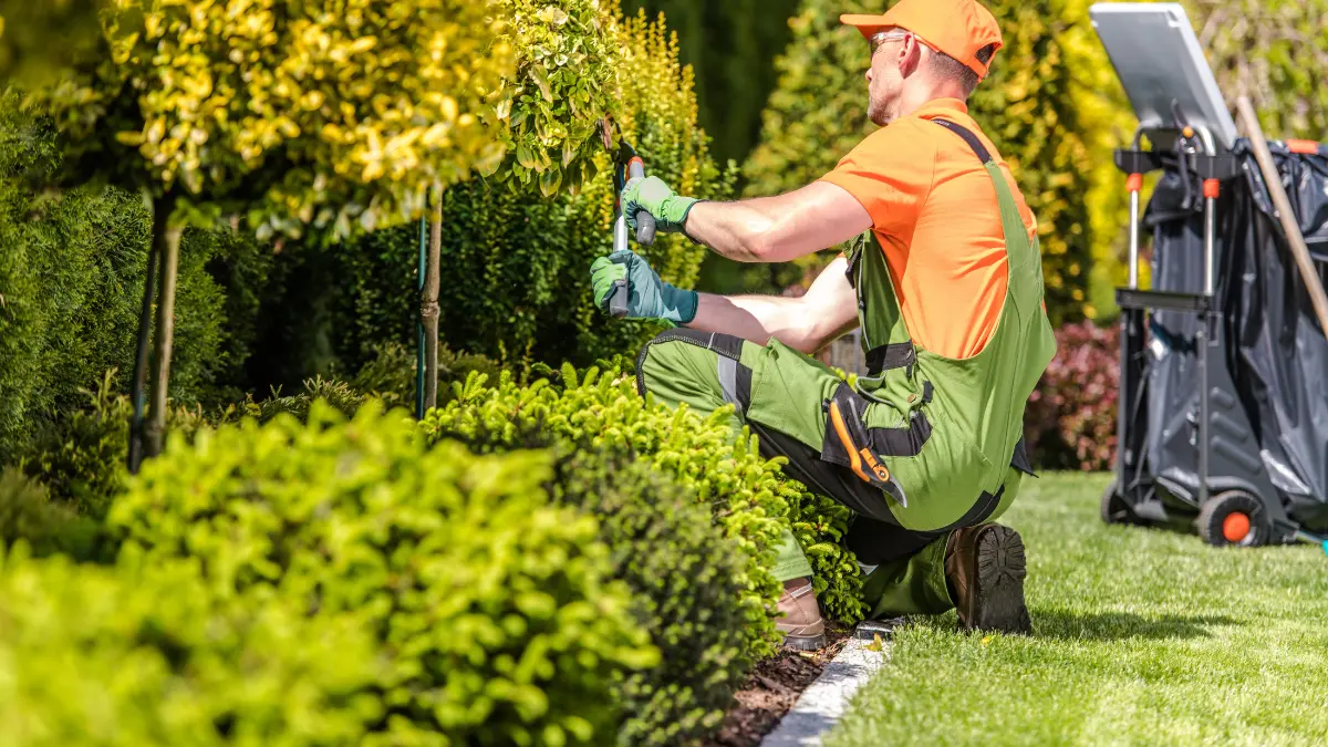 Tree Trimming: What Is It?