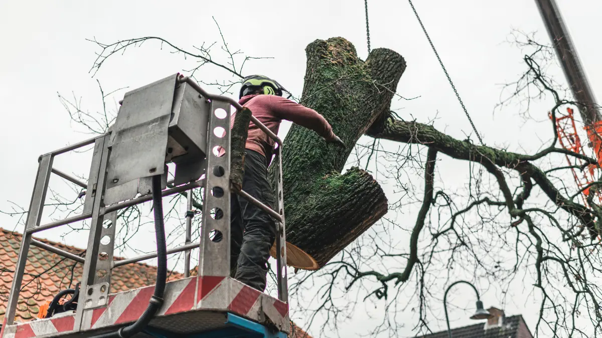 Dead, Diseased, or Hazardous Tree Removal to Protect Your Property in Rochester, NY