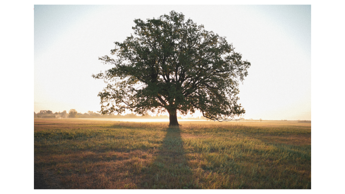 Environmental Impact of Tree Removal and How to Minimize It