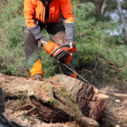 Best Stump Removal Company in Rochester