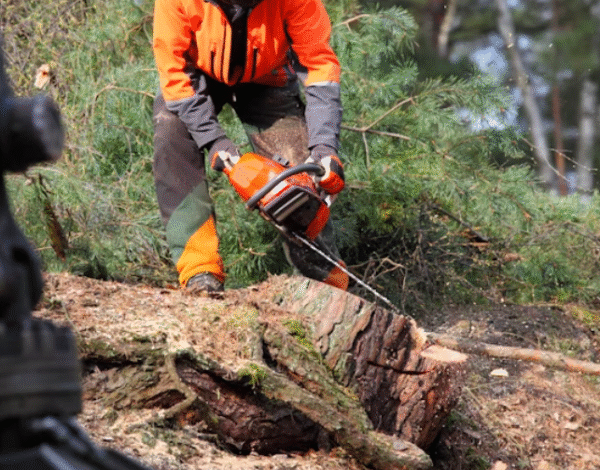 How to Choose the Best Stump Removal Company in Rochester