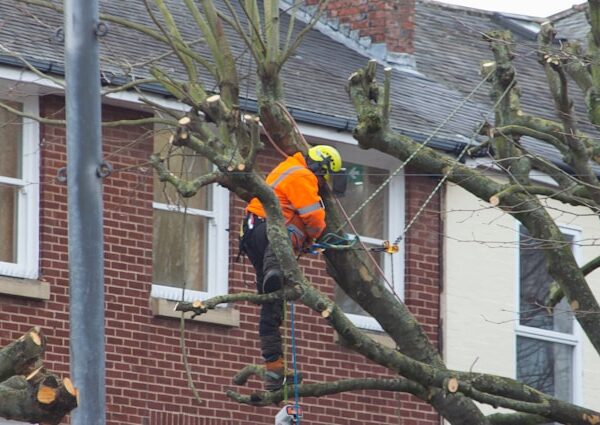 Emergency Tree Service in Rochester NY: Quick Response You Can Count On